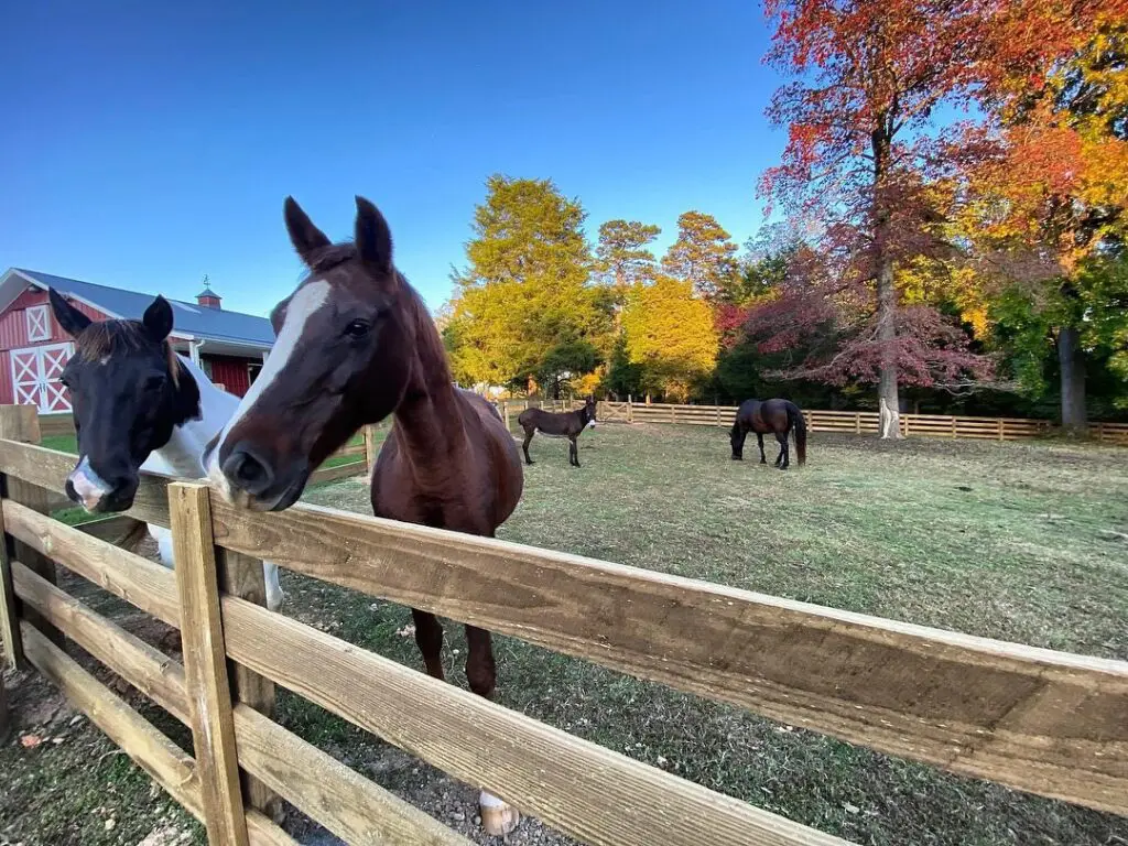 wooden fence with horses inside the fencing area